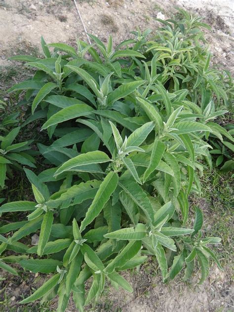 Blumea balsamifera .